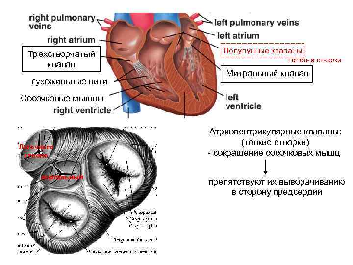 Трехстворчатый клапан сухожильные нити Полулунные клапаны толстые створки Митральный клапан Сосочковые мышцы Легочного ствола
