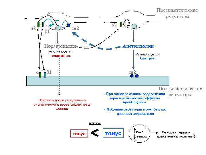 Пресинаптические рецепторы α 2 β 1 α 2 m 2 Норадреналин Ацетилхолин утилизируется медленнее