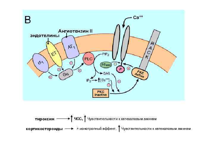 Ангиотензин II эндотелины тироксин кортикостероиды ЧСС, Чувствительности к катехоловым аминам + ионотропный эффект, Чувствительности