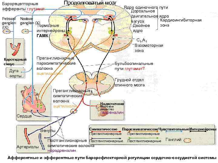 Продолговатый мозг Барорецепторные афференты глутамат Petrosal ganglion (IX) Nodose ganglion (X) Тормозные интернейроны ГАМК