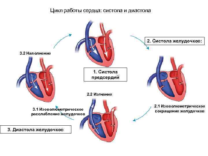 Цикл работы сердца: систола и диастола 2. Систола желудочков: 3. 2 Наполнение 1. Систола