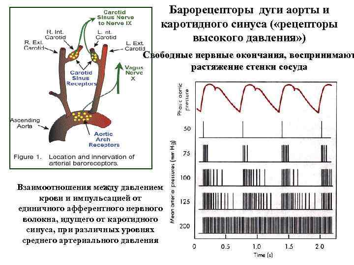 Барорецепторы дуги аорты и каротидного синуса ( «рецепторы высокого давления» ) Свободные нервные окончания,