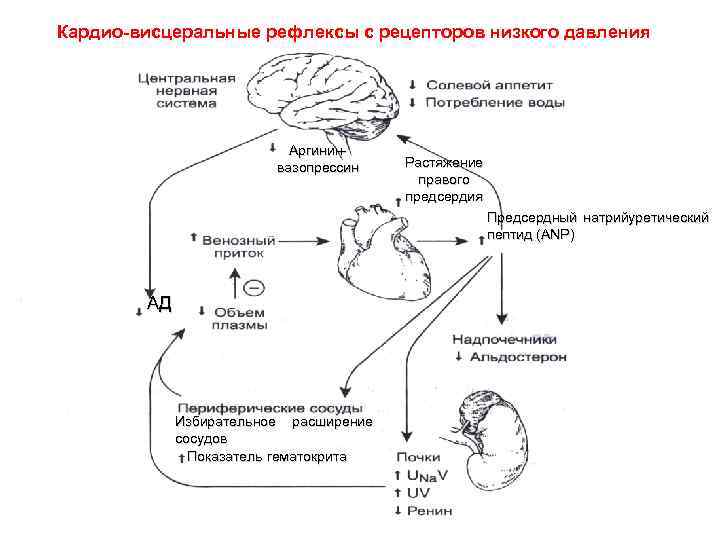 Кардио-висцеральные рефлексы с рецепторов низкого давления Аргининвазопрессин Растяжение правого предсердия Предсердный натрийуретический пептид (ANP)