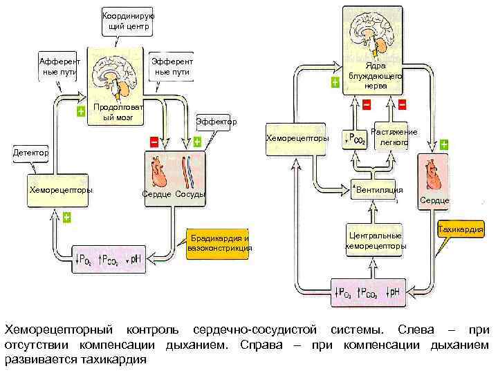 Координирую щий центр Афферент ные пути Эфферент ные пути Продолговат ый мозг Ядра блуждающего