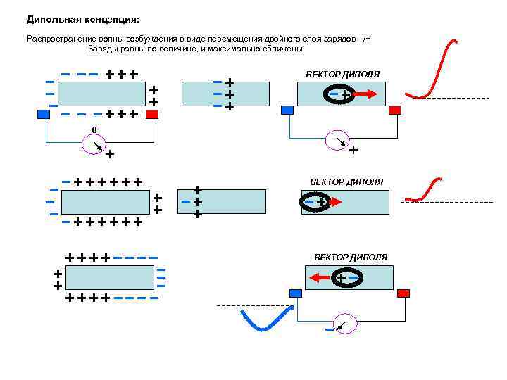 Дипольная концепция: Распространение волны возбуждения в виде перемещения двойного слоя зарядов -/+ Заряды равны