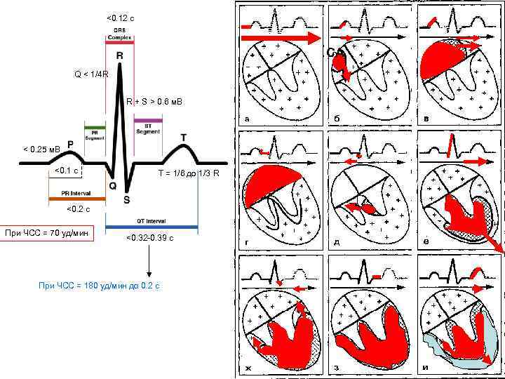 <0. 12 с СА Q < 1/4 R R + S > 0. 6