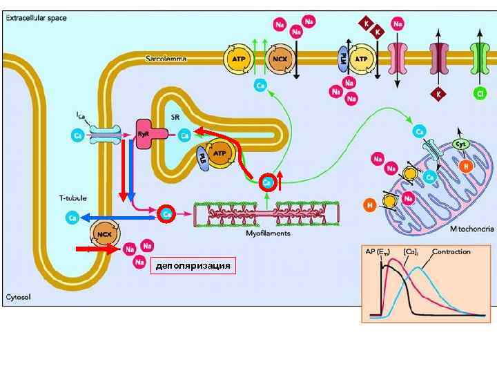 деполяризация 