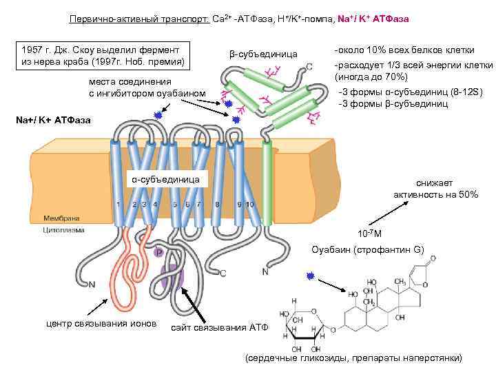 Первично-активный транспорт: Са 2+ -АТФаза, Н+/K+-помпа, Na+/ K+ АТФаза 1957 г. Дж. Скоу выделил