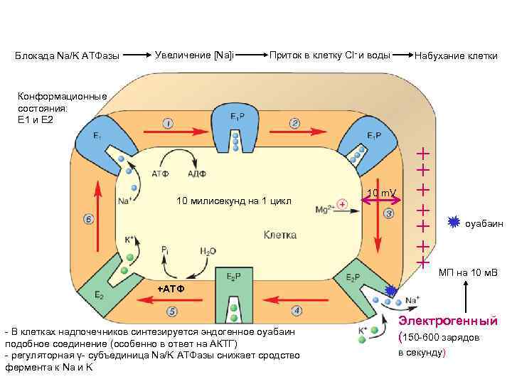 Блокада Na/K АТФазы Увеличение [Na]i Приток в клетку Cl- и воды Набухание клетки Конформационные