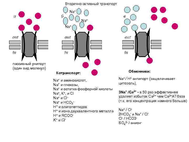 Вторично-активный транспорт Na+ Na+ пассивный унипорт (один вид молекул) Котранспорт: Na+ и аминокислот, Na+