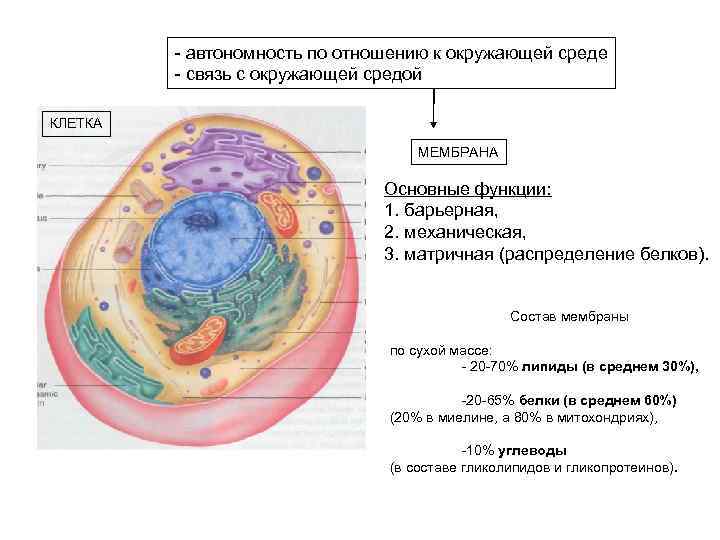 На рисунке схематично изображена связь животной клетки с окружающей средой