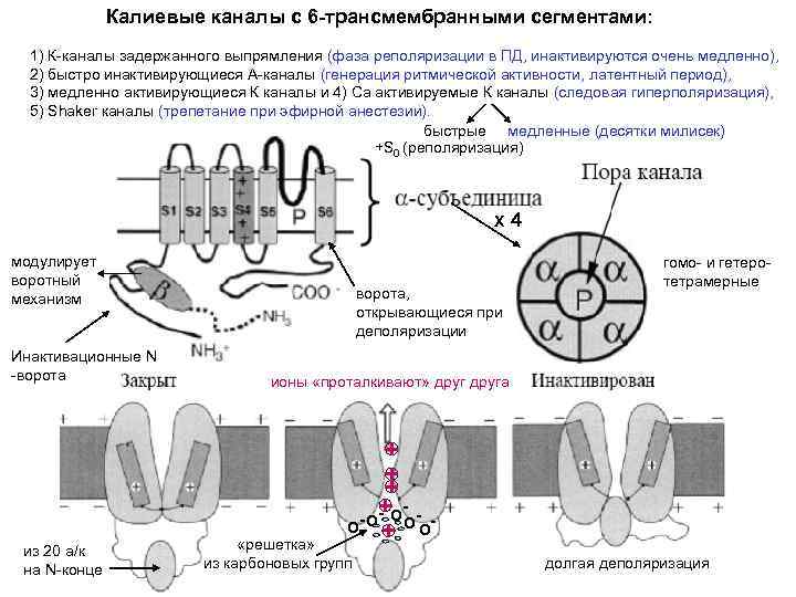 Калиевые каналы с 6 -трансмембранными сегментами: 1) К-каналы задержанного выпрямления (фаза реполяризации в ПД,