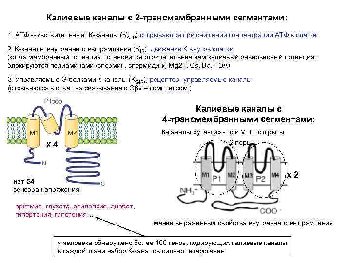 По какой схеме возможен одновременный трансмембранный перенос ионов калия и натрия