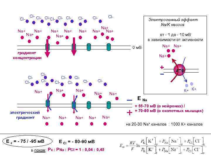 Cl. Na+ Cl- Cl- Na+ Na+ Na+ Cl- Электрогенный эффект Na/K насоса Na+ от
