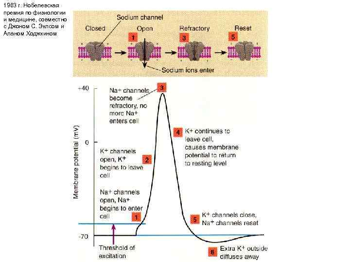 1963 г. Нобелевская премия по физиологии и медицине, совместно с Джоном С. Эклсом и