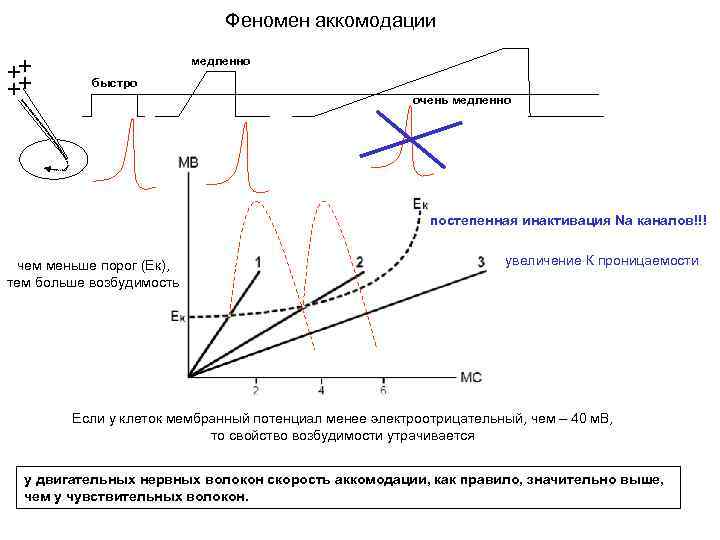 Феномен аккомодации медленно быстро очень медленно постепенная инактивация Nа каналов!!! чем меньше порог (Ек),