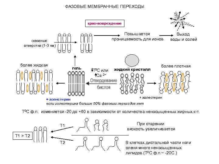 ФАЗОВЫЕ МЕМБРАННЫЕ ПЕРЕХОДЫ крио-повреждение Повышается проницаемость для ионов сквозные отверстия (1 -3 нм) более