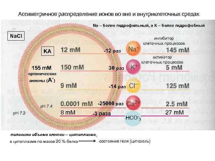 Ассиметричное распределение ионов во вне и внутриклеточных средах Na – более гидрофильный, а К