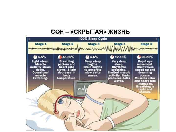 СОН – «СКРЫТАЯ» ЖИЗНЬ 