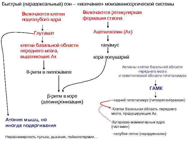 Быстрый (парадоксальный) сон – «молчание» моноаминоэргической системы Включаются клетки подголубого ядра Включаются ретикулярная формация