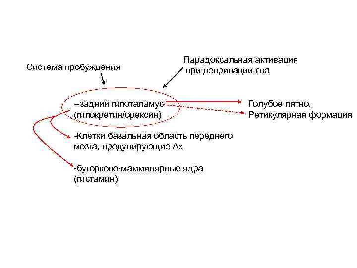 Система пробуждения Парадоксальная активация при депривации сна --задний гипоталамус (гипокретин/орексин) -Клетки базальная область переднего