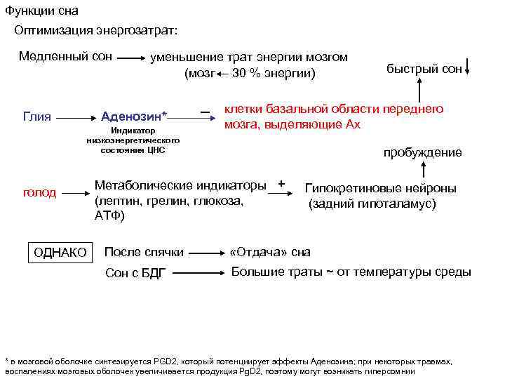 Функции сна Оптимизация энергозатрат: Медленный сон Глия уменьшение трат энергии мозгом (мозг 30 %