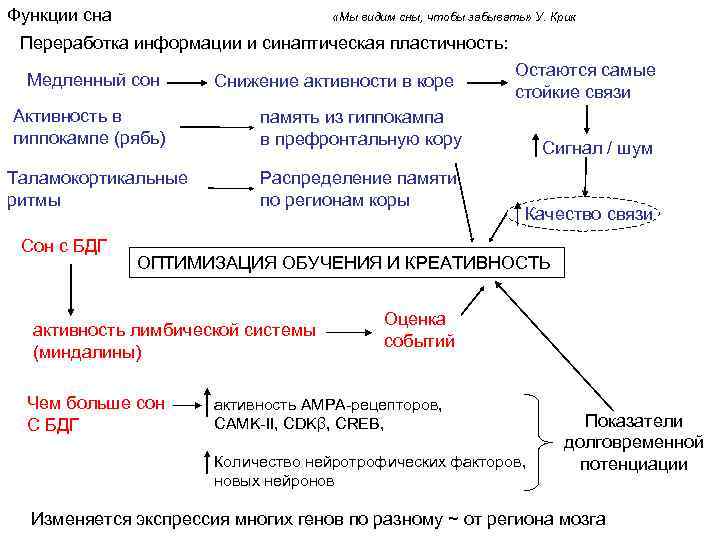 Функции сна «Мы видим сны, чтобы забывать» У. Крик Переработка информации и синаптическая пластичность: