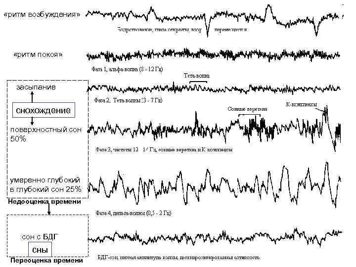  «ритм возбуждения» «ритм покоя» засыпание снохождение поверхностный сон 50% умеренно глубокий в глубокий