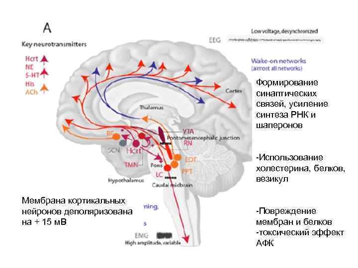 Формирование синаптических связей, усиление синтеза РНК и шаперонов -Использование холестерина, белков, везикул Мембрана кортикальных