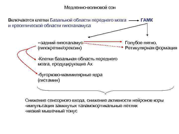 Медленно-волновой сон Включаются клетки Базальной области переднего мозга и преоптической области гипоталамуса --задний гипоталамус