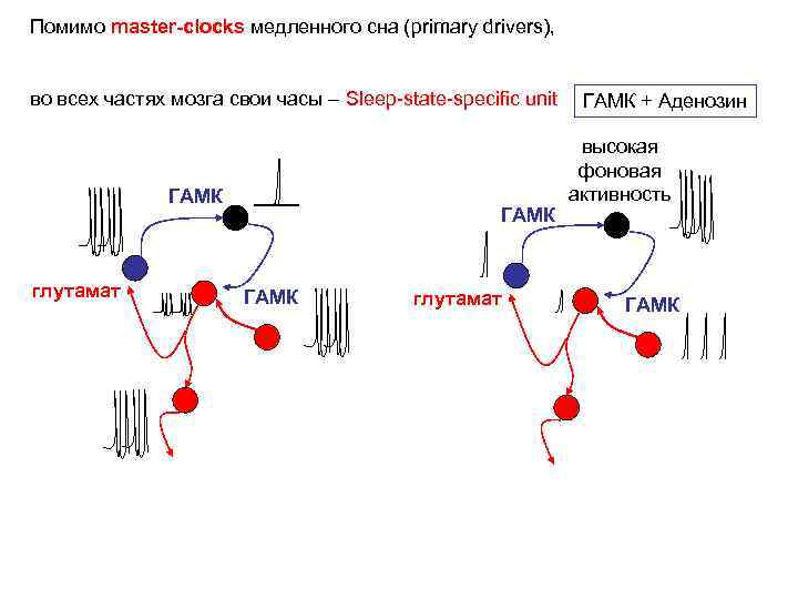 Помимо master-clocks медленного сна (primary drivers), во всех частях мозга свои часы – Sleep-state-specific
