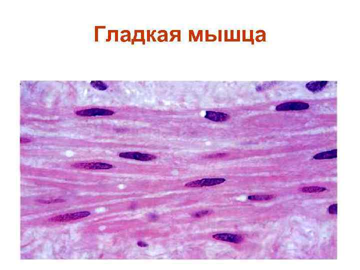 Гладкая мышца 