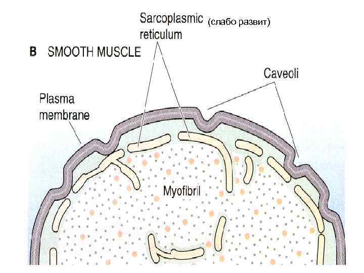 (слабо развит) 