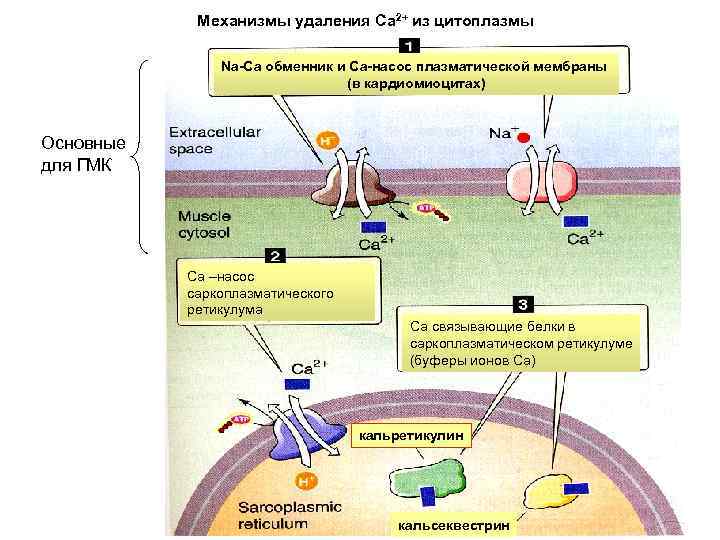 Механизмы удаления Са 2+ из цитоплазмы Na-Cа обменник и Са-насос плазматической мембраны (в кардиомиоцитах)