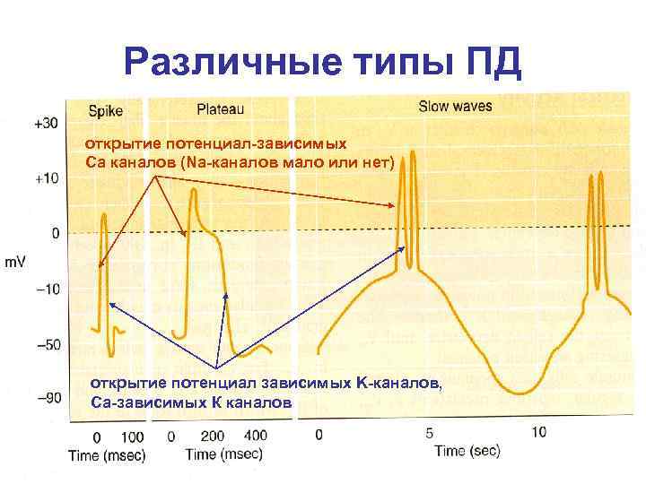 Различные типы ПД открытие потенциал-зависимых Са каналов (Na-каналов мало или нет) открытие потенциал зависимых