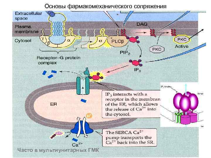 Основы фармакомеханического сопряжения Часто в мультиунитарных ГМК 
