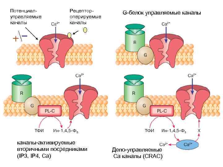 Канал роль. Потенциал зависимые натриевые каналы. Рецептор-управляемые каналы. Потенциал управляемые каналы физиология. Ионные каналы гладкой мускулатуры.