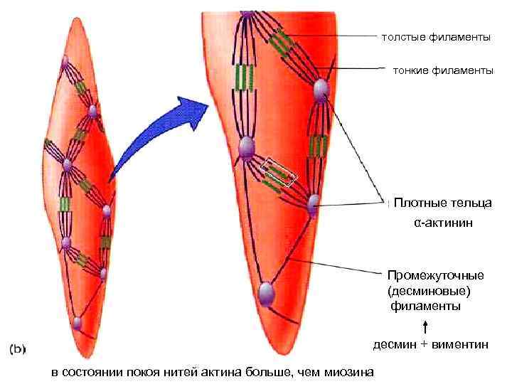 толстые филаменты тонкие филаменты Плотные тельца α-актинин Промежуточные (десминовые) филаменты десмин + виментин в