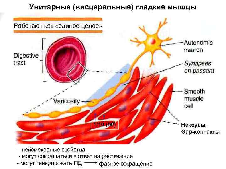 Клетки гладкой мускулатуры сокращаются. Унитарные гладкие мышцы. Висцеральные гладкие мышцы. Нексус мышечная ткань. Гладкая мускулатура.