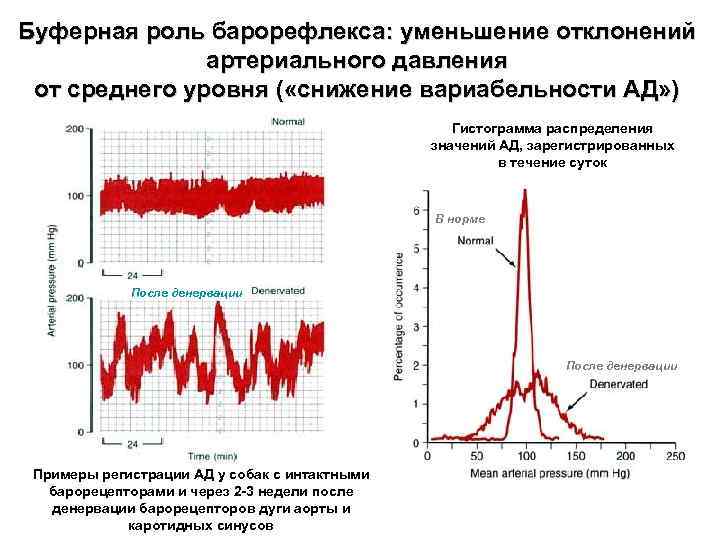 Буферная роль барорефлекса: уменьшение отклонений артериального давления от среднего уровня ( «снижение вариабельности АД»