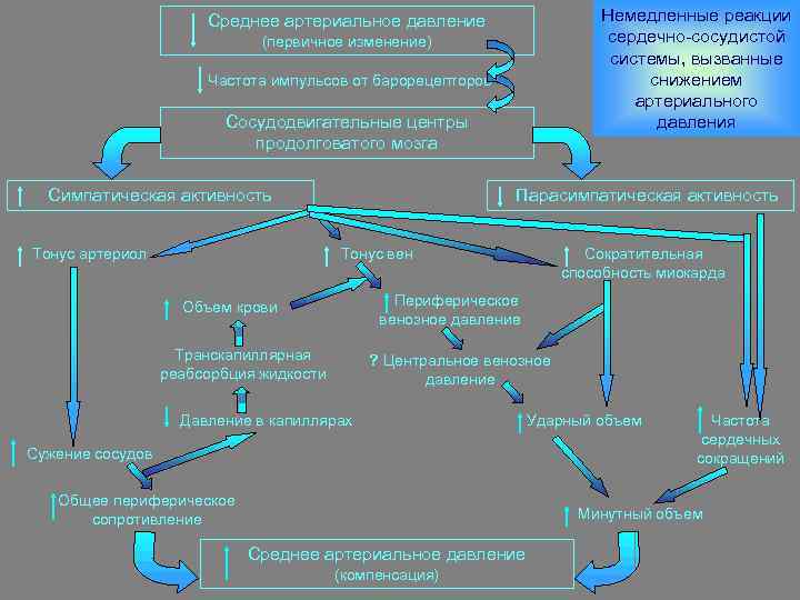 Немедленные реакции сердечно-сосудистой системы, вызванные снижением артериального давления Среднее артериальное давление (первичное изменение) Частота