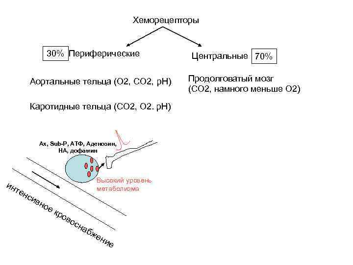 Рефлекс с хеморецепторов аорты