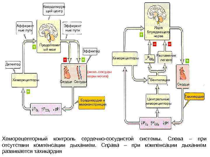 Координирую щий центр Афферент ные пути Эфферент ные пути Продолговат ый мозг Ядра блуждающего