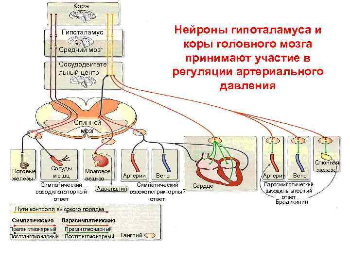 Кора Нейроны гипоталамуса и коры головного мозга принимают участие в регуляции артериального давления Гипоталамус