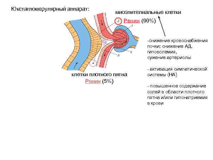 Юкстагломерулярный аппарат: миоэпителиальные клетки Ренин (90%) -снижение кровоснабжения почки: снижение АД, гиповолемия, сужение артериолы