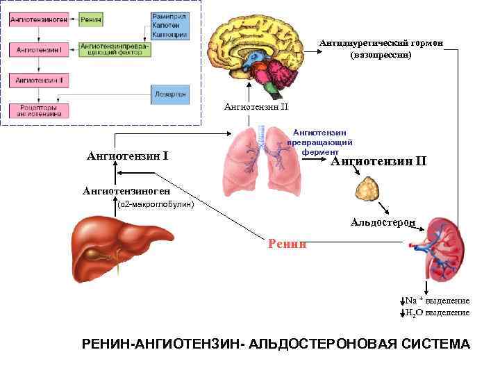 Антидиуретический гормон (вазопрессин) Ангиотензин II Ангиотензин превращающий фермент Ангиотензин II Ангиотензиноген (α 2 -макроглобулин)