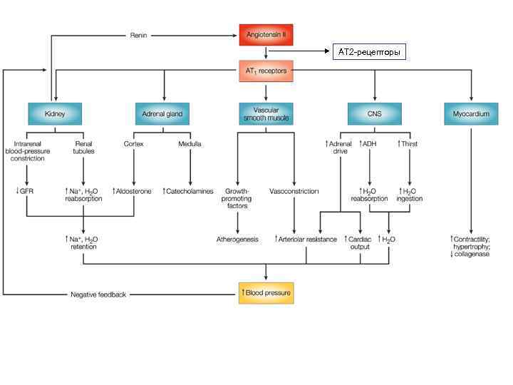 АТ 2 -рецепторы 