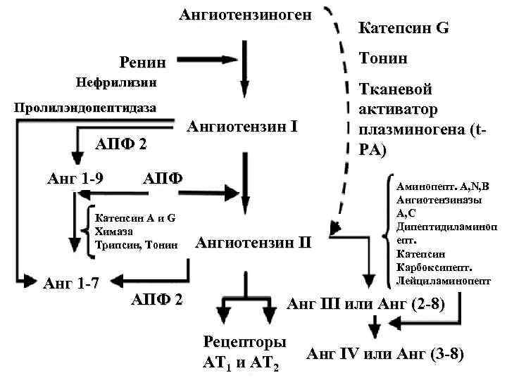 Ангиотензиноген Тонин Ренин Нефрилизин Тканевой активатор плазминогена (t. PA) Пролилэндопептидаза АПФ 2 Анг 1