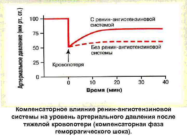 Компенсаторное влияние ренин-ангиотензиновой системы на уровень артериального давления после тяжелой кровопотери (компенсаторная фаза геморрагического
