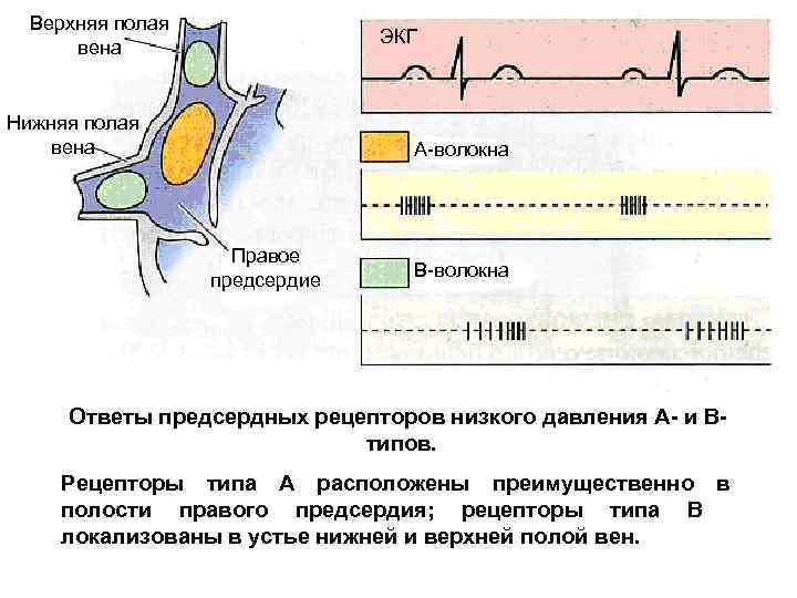 Верхняя полая вена ЭКГ Нижняя полая вена А-волокна Правое предсердие В-волокна Ответы предсердных рецепторов